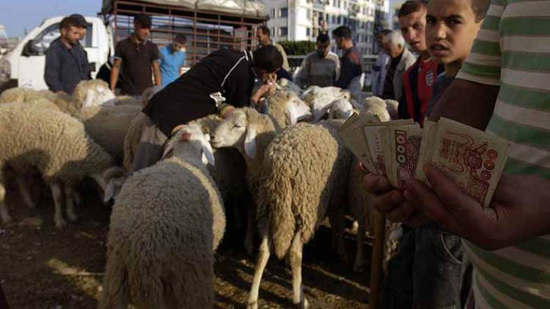 100 موقع محدد لبيع الأضاحي عبر بلديات العاصمة