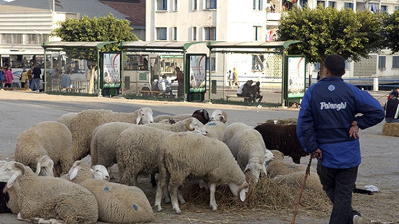 نقاط بيع عشوائية للأضاحي تجتاح أحياء العاصمة