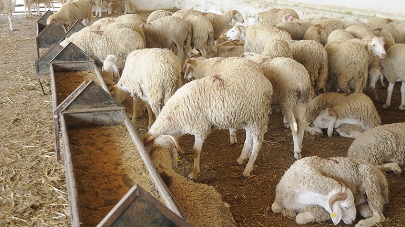 لهذه الأسباب تتعفن الأضاحي!