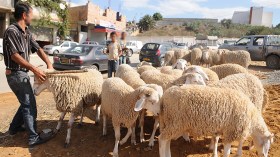 أسعار الكباش ستنهار بداية من السبت