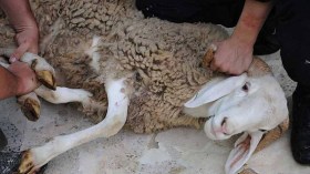 هذا ما يستفتي حوله الجزائريون بخصوص أضحية العيد