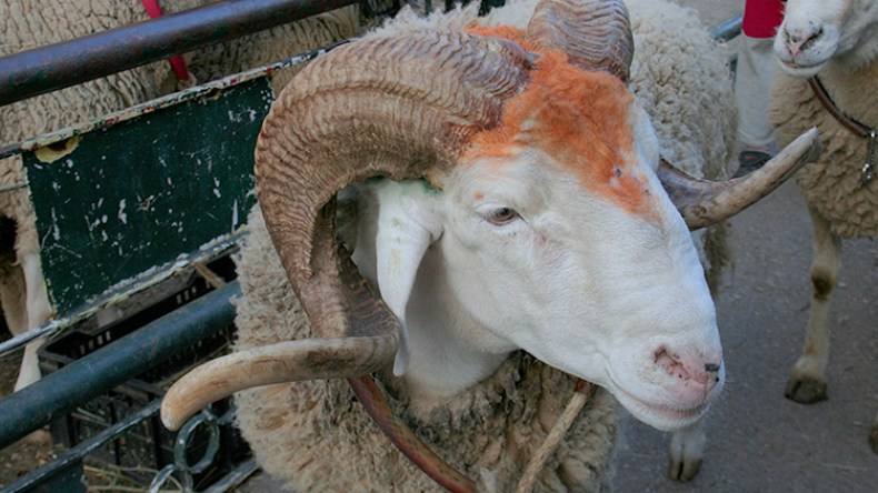 التباهي بصور الأضاحي والتفاخر بأسعارها لا يجوز ويقلل من أجرها