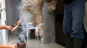 عظم الكتف لرصد الطقس وأنباء الموسم الفلاحي والدم للتخلص من العنوسة والعقم