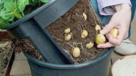 “الإقتصاد المنزلي” الحل الأمثل لمواجهة الأزمات والأوبئة