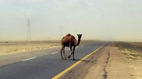 طريق الدويلات بالوادي خطر على السائقين وثروة الإبل