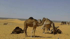 أزيد من 5 آلاف رأس من الإبل مهدّدة بالنفوق بالطيبات