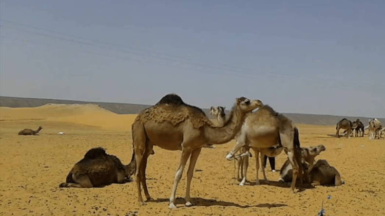 أزيد من 5 آلاف رأس من الإبل مهدّدة بالنفوق بالطيبات