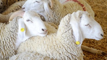 لا تقتلوا الموّالين لإحياء “بارونات” الاستيراد!