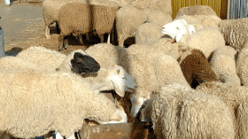 ارتفاع أسعار الأعلاف يقلق المربين بالجنوب