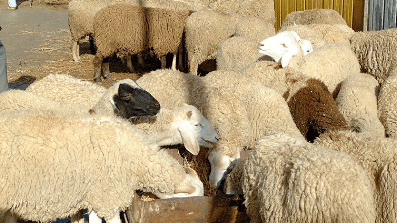 ارتفاع أسعار الأعلاف يقلق المربين بالجنوب