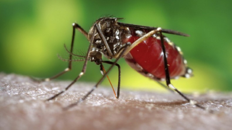 أسراب البعوض تغزو جنوب المدية وجمعيات بيئية تدقّ ناقوس الخطر