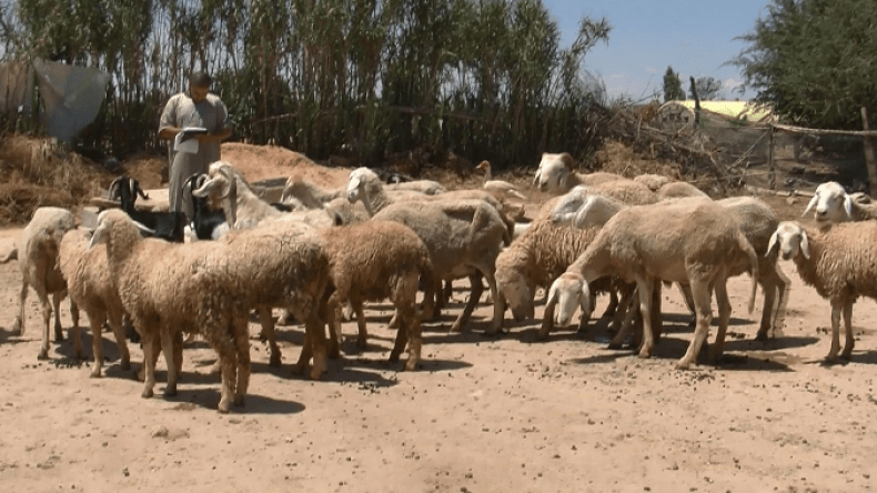 “أمين” يجمع بين رعي الأغنام والاستعداد للبكالوريا بسطيف