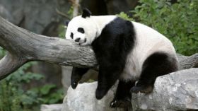 لحظة إنقاذ فتاة من داخل قفص باندا عملاقة