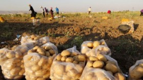 مُنتجو البطاطا بالوادي لا يستعملون المبيدات الحشرية