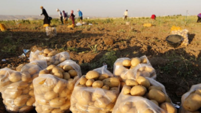 مُنتجو البطاطا بالوادي لا يستعملون المبيدات الحشرية