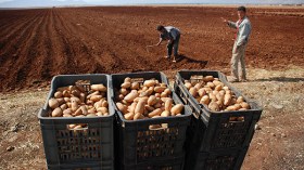 فلاحو الوادي يُعلقون بيع البطاطا
