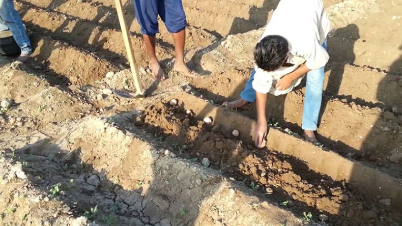 بذور بطاطا مغشوشة تحول الأراضي المنتجة إلى بور