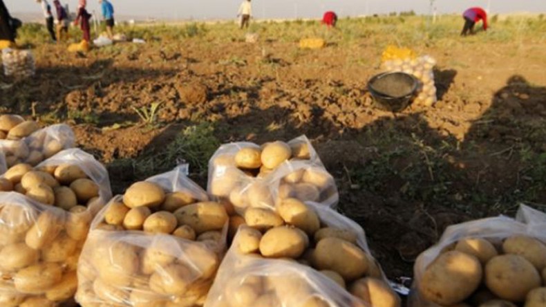 إنتاج مليون و200 ألف قنطار من البطاطس بالجلفة