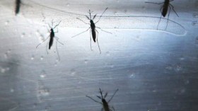 البعوض ينغص معيشة مواطني الوادي