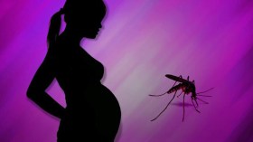 طوارئ وسط الحوامل والمرضى بسبب لسعات البعوض