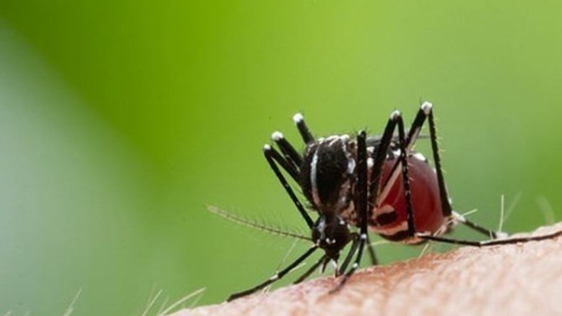 البعوض يحول حياة السكان بأدرار إلى جحيم