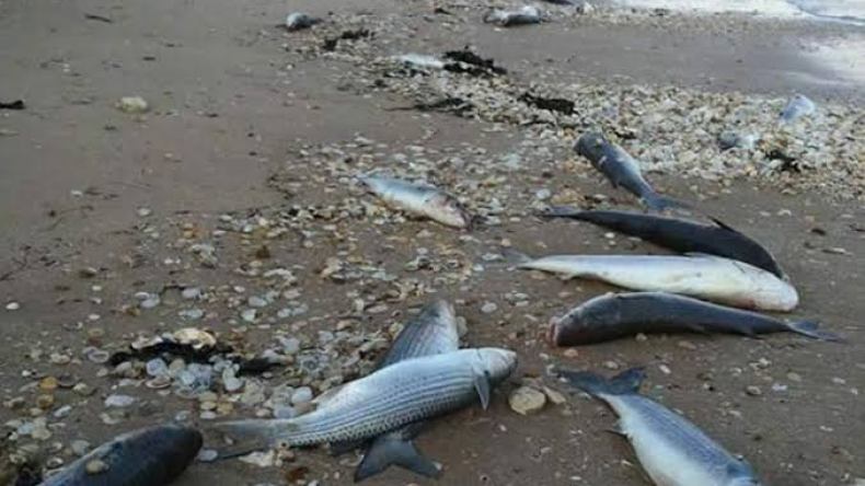 عودة نفوق الأسماك بسد واد لكحل في البويرة تثير القلق