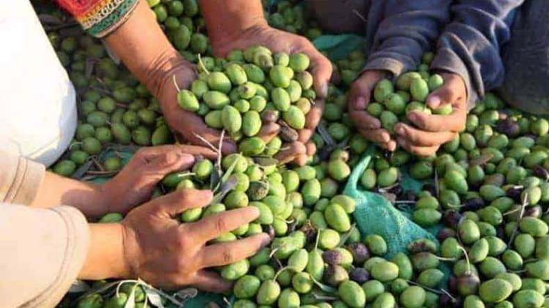 مشكل التسويق يؤرق منتجي زيت الزيتون بالبويرة