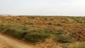 مجهولون يبيدون النباتات السهبية بالبيّض