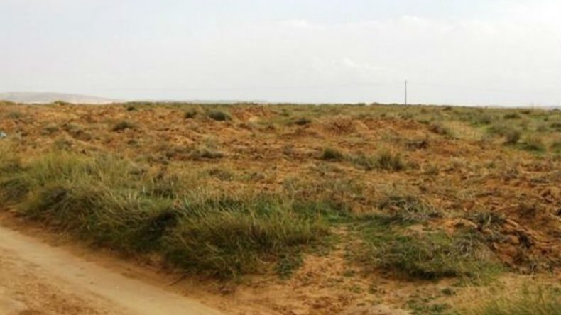 مجهولون يبيدون النباتات السهبية بالبيّض