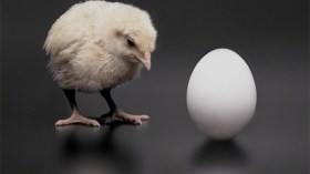 البيضة أم الدجاجة.. أيهما جاء أولا؟
