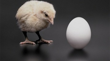 البيضة أم الدجاجة.. أيهما جاء أولا؟