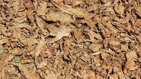 حجز 8 قناطر من أوراق التبغ بالوادي