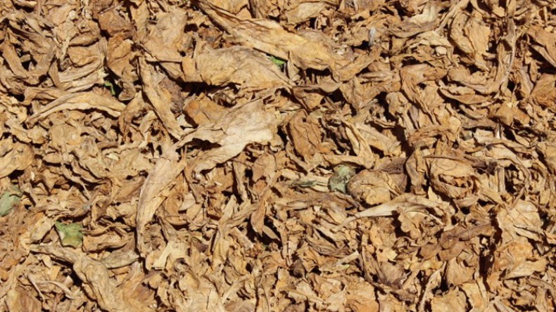 حجز 8 قناطر من أوراق التبغ بالوادي