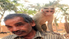 حيوان أصبح أليفا يستعمل للمتعة والكسب