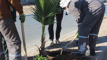 شجرة واحدة.. بعشرٍ