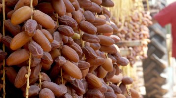 دقلة نور والسردين!