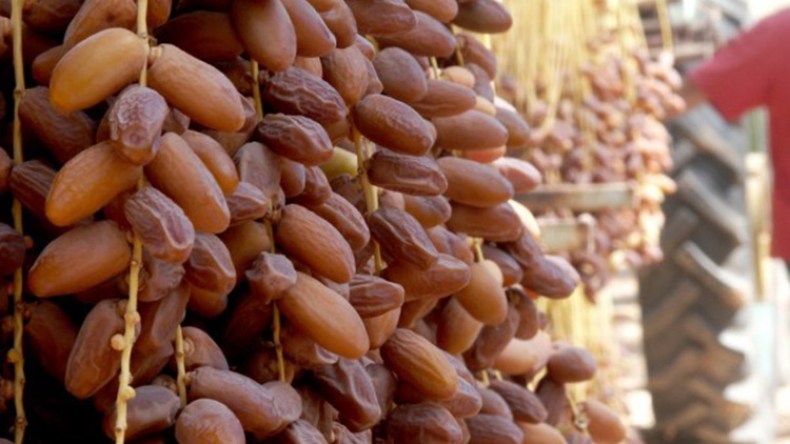 دقلة نور والسردين!