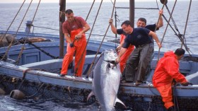 مافيا التونة الحمراء تسبق صيدها بـ25 يوما قبل موسمها الرسمي!