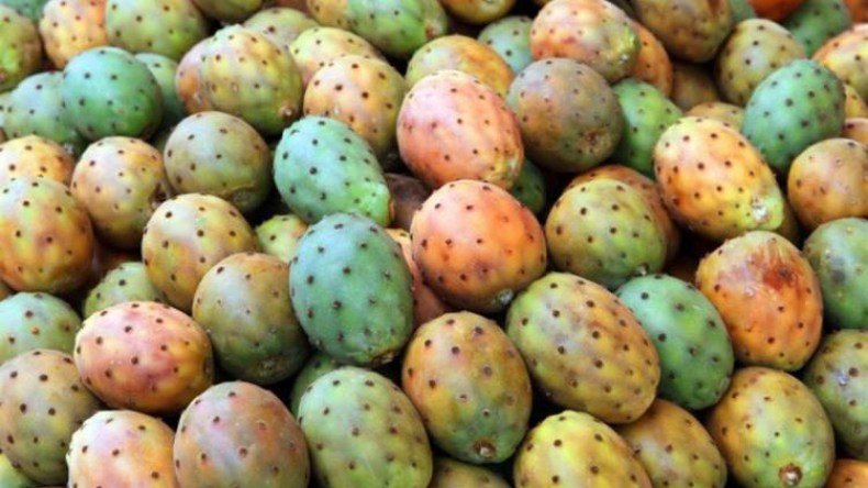 التين الشوكي يغري الجزائريين على إيقاع “الهندي والموس من عندي”