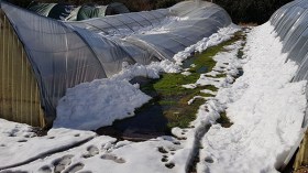 خسائر فادحة في قطاع الفلاحة ببومرداس بسبب التقلبات الجوية