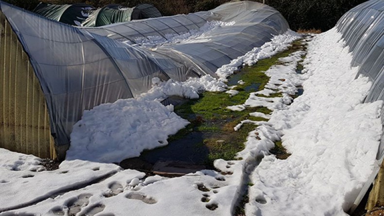 خسائر فادحة في قطاع الفلاحة ببومرداس بسبب التقلبات الجوية