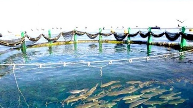 استحداث 5 مزارع لتربية المائيات بالجلفة