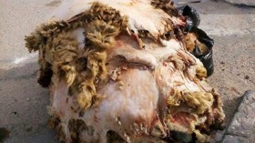 1200 حاوية صفراء لجمع جلود الأضاحي