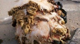 وزارة الصناعة تشرع في التحضير لعملية جمع جلود الأضاحي