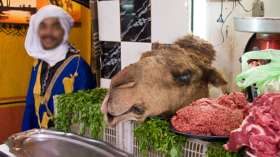 محسنون يتبرعون بثلاثة جمال للمعوزين في أدرار