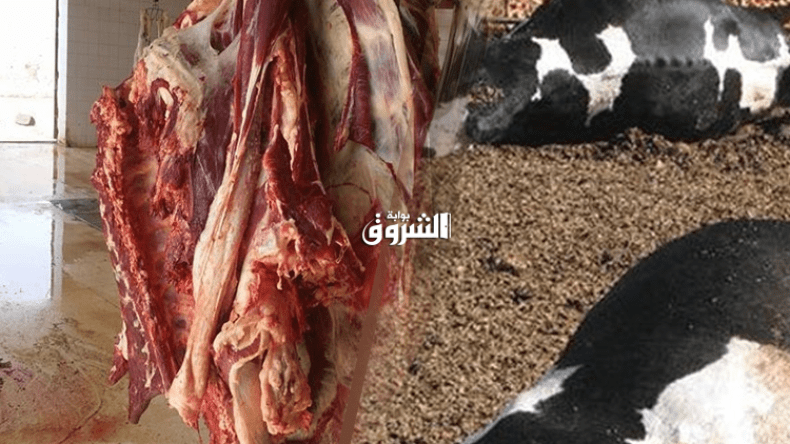 ضبط لحوم بقرة “جيفة” في مذبح سري بقالمة