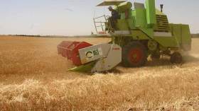 ارتفاع بأكثر من 1000 قنطار من إنتاج الحبوب بتيزي وزو