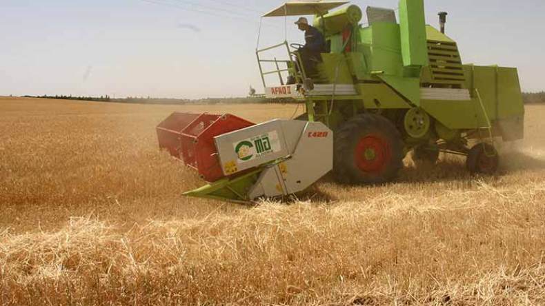 ارتفاع بأكثر من 1000 قنطار من إنتاج الحبوب بتيزي وزو