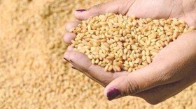 وزارة الفلاحة: استعمال الحبوب في تغدية الحيوانات يعد مضاربة