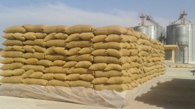 جهود وإجراءات للرفع من إنتاج شعبة الحبوب بالمسيلة